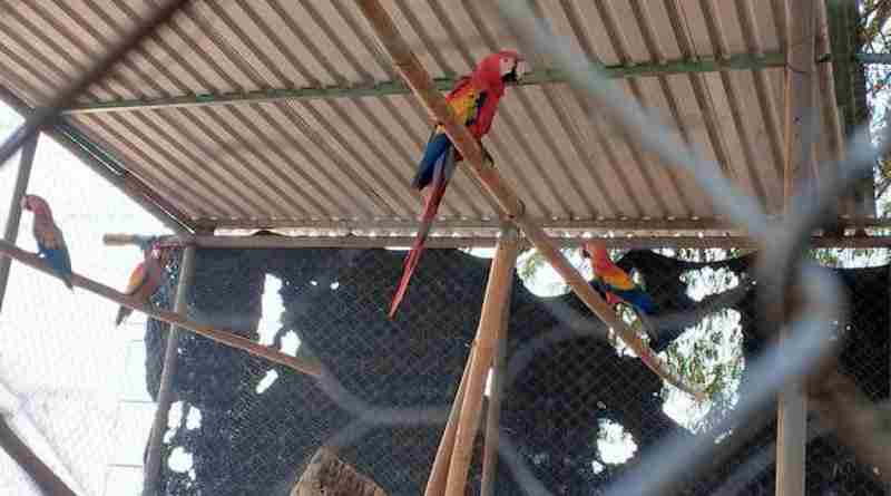 Asegura Profepa 19 aves en peligro de extinción durante operativo contra el tráfico ilegal en Tabasco