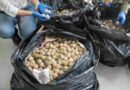 Detienen a hombre que transportaba de forma ilegal más de 11 mil huevos de tortuga marina en Colima