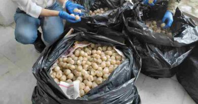 Detienen a hombre que transportaba de forma ilegal más de 11 mil huevos de tortuga marina en Colima