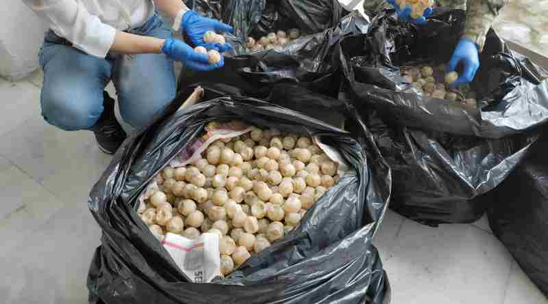Detienen a hombre que transportaba de forma ilegal más de 11 mil huevos de tortuga marina en Colima