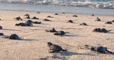 Liberan más de 34 millones de crías de tortuga golfina en Santuario Playa Morro Ayuta Liberan más de 34 millones de crías de tortuga golfina en Santuario Playa Morro Ayuta