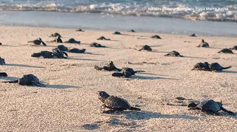Liberan más de 34 millones de crías de tortuga golfina en Santuario Playa Morro Ayuta Liberan más de 34 millones de crías de tortuga golfina en Santuario Playa Morro Ayuta