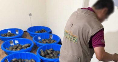 Asegura Profepa 350 tortugas empaquetadas como juguetes en Tamaulipas Asegura Profepa 350 tortugas empaquetadas como juguetes en Tamaulipas