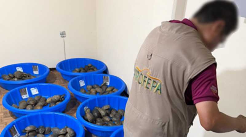 Asegura Profepa 350 tortugas empaquetadas como juguetes en Tamaulipas