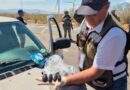 Asegura Profepa cerca de tres mil ejemplares de pepino de mar en Baja California