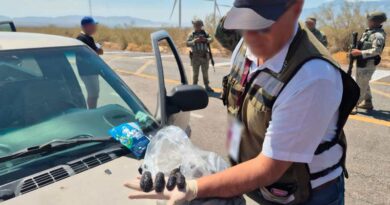 Asegura Profepa cerca de tres mil ejemplares de pepino de mar en Baja California Asegura Profepa cerca de tres mil ejemplares de pepino de mar en Baja California