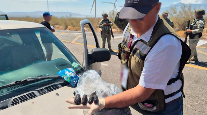 Asegura Profepa cerca de tres mil ejemplares de pepino de mar en Baja California Asegura Profepa cerca de tres mil ejemplares de pepino de mar en Baja California