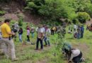 Siembra Profepa casi 35 mil árboles en reforestación para restaurar ecosistemas 
