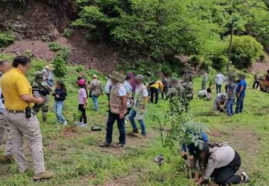 Siembra Profepa casi 35 mil árboles en reforestación para restaurar ecosistemas Siembra Profepa casi 35 mil árboles en reforestación para restaurar ecosistemas
