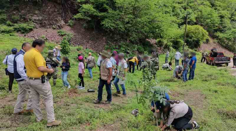 Siembra Profepa casi 35 mil árboles en reforestación para restaurar ecosistemas Siembra Profepa casi 35 mil árboles en reforestación para restaurar ecosistemas