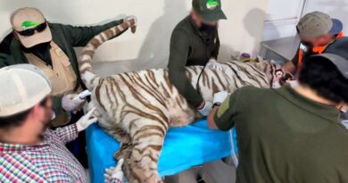 Muere tigre de Bengala en operativo de búsqueda en Edomex Muere tigre de Bengala en operativo de búsqueda en Edomex