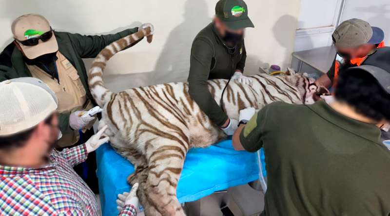 Muere tigre de Bengala tras escapar de recinto privado en Edomex