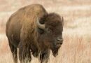 Restringir la protección de especies en peligro por parte de EU, un riesgo: IFAW