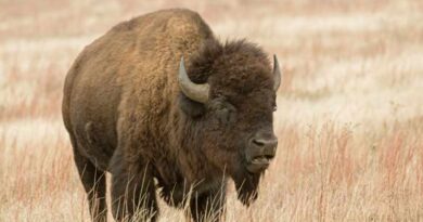 Restringir la protección de especies en peligro por parte de EU, un riesgo: IFAW Restringir la protección de especies en peligro por parte de EU, un riesgo: IFAW