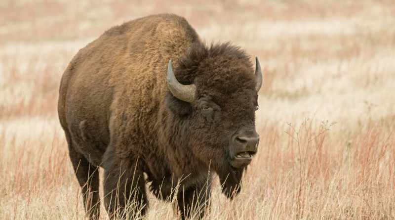 Restringir la protección de especies en peligro por parte de EU, un riesgo: IFAW Restringir la protección de especies en peligro por parte de EU, un riesgo: IFAW