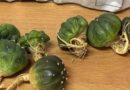 Asegura Profepa once ejemplares de flora y fauna en paquetería de San Luis Potosí
