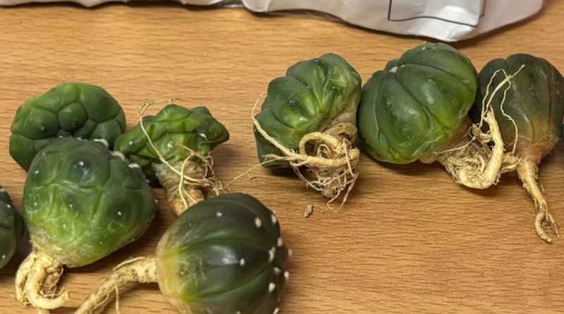 Asegura Profepa once ejemplares de flora y fauna en paquetería de San Luis Potosí