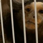 Lanzan plataforma IA para combatir el tráfico ilegal de vida silvestre Lanzan plataforma IA para combatir el tráfico ilegal de vida silvestre