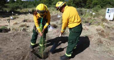 El Gobierno de México inicia la Jornada Nacional de Reforestación 2026