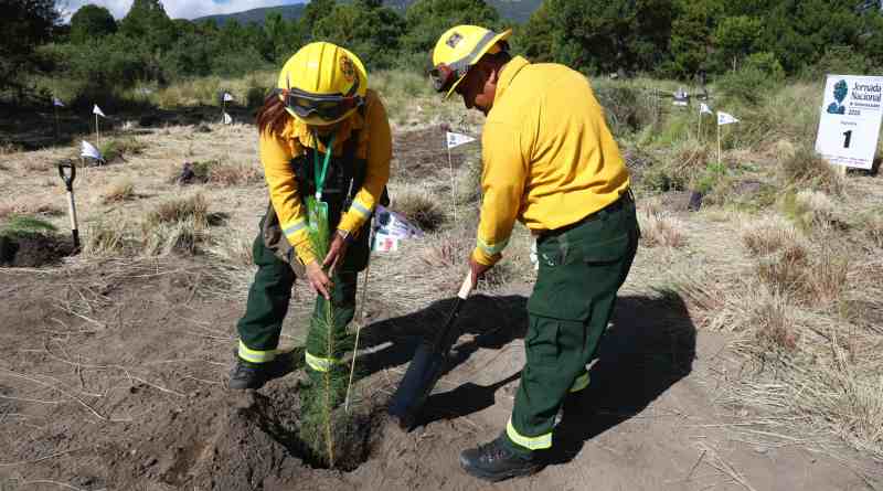 El Gobierno de México inicia la Jornada Nacional de Reforestación 2026 El Gobierno de México inicia la Jornada Nacional de Reforestación 2026