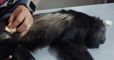 Rescata Profepa a una hembra juvenil de mono saraguato en Tuxtla Gutiérrez Rescata Profepa a una hembra juvenil de mono saraguato en Tuxtla Gutiérrez