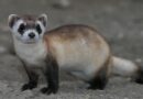 Colossal y Re:wild impulsan la reintroducción especies amenazadas