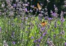 CDMX presenta rutas bioculturales para promover huertos urbanos y jardines polinizadores