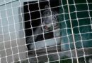 Aseguran autoridades más de 130 animales exóticos en Tamaulipas