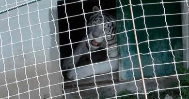 Aseguran autoridades más de 130 animales exóticos en Tamaulipas