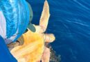 Rescatan y liberan a tres tortugas marinas atrapadas en una red fantasma en el pacífico