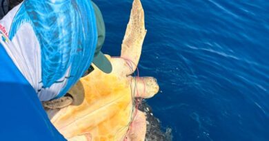 Rescatan y liberan a tres tortugas marinas atrapadas en una red fantasma en el pacífico