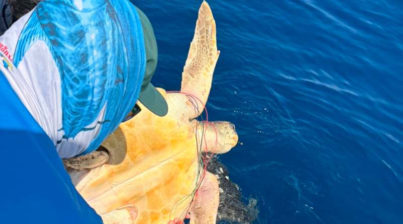 Rescatan y liberan a tres tortugas marinas atrapadas en una red fantasma en el pacífico