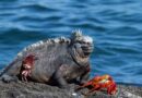 Intercepta Ecuador a traficante rusa con 32 iguanas marinas de Galápagos