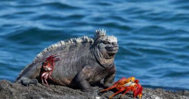 Intercepta Ecuador a traficante rusa con 32 iguanas marinas de Galápagos Intercepta Ecuador a traficante rusa con 32 iguanas marinas de Galápagos