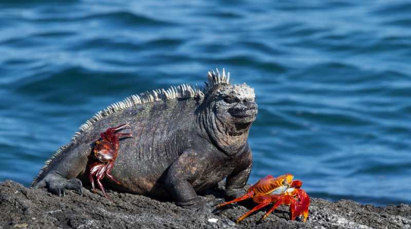 Intercepta Ecuador a traficante rusa con 32 iguanas marinas de Galápagos