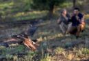 Libera Profepa ejemplar de águila real en Chihuahua tras exitoso proceso de rehabilitación
