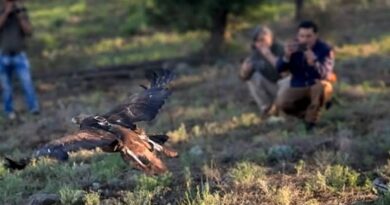 Libera Profepa ejemplar de águila real en Chihuahua Libera Profepa ejemplar de águila real en Chihuahua