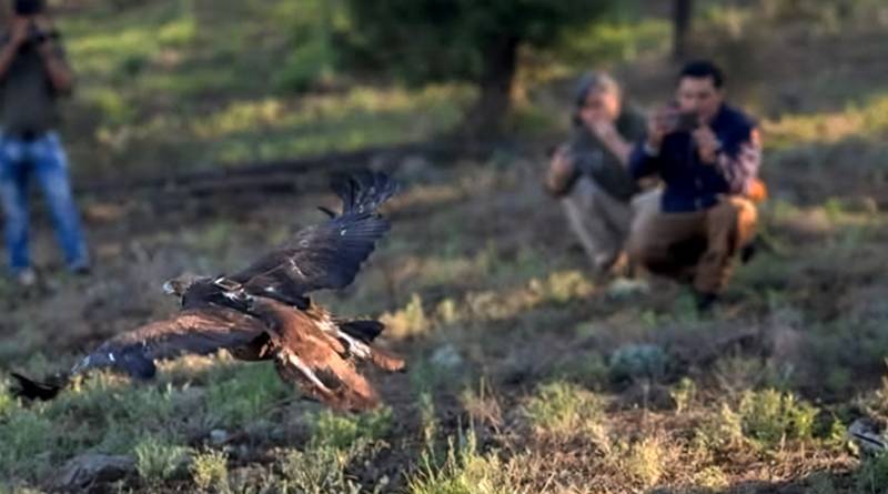 Libera Profepa ejemplar de águila real en Chihuahua tras exitoso proceso de rehabilitación