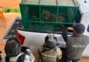 Aseguran dos tigres de Bengala tras operativo en Michoacán