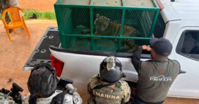 Aseguran dos tigres de Bengala tras operativo en Michoacán