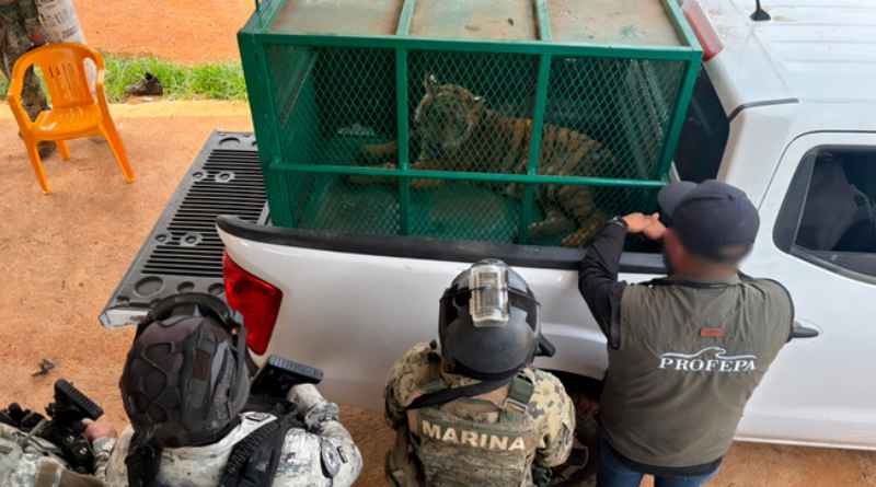 Aseguran dos tigres de Bengala tras operativo en Michoacán