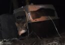 Lobo mexicano recobra terreno tras histórica reintroducción en Durango