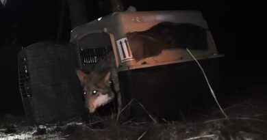 Lobo mexicano recobra terreno tras histórica reintroducción en Durango Lobo mexicano recobra terreno tras histórica reintroducción en Durango