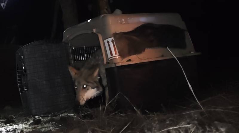 Lobo mexicano recobra terreno tras histórica reintroducción en Durango