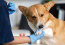 Aprueba el Senado la Ley General en Materia de Bienestar, Cuidado y Protección de los Animales