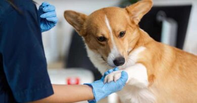 Aprueba el Senado la Ley General en Materia de Bienestar, Cuidado y Protección de los Animales