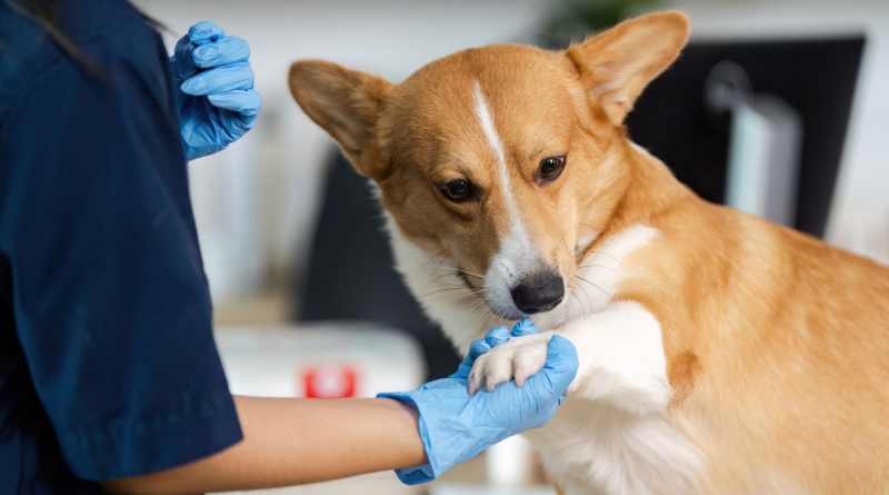 Aprueba el Senado la Ley General en Materia de Bienestar, Cuidado y Protección de los Animales