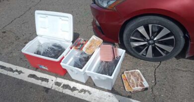 Asegura Profepa 719 ejemplares de pepino de mar en operativo conjunto en Baja California