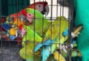 Rescata Profepa 17 ejemplares de vida silvestre en balneario de Oaxaca