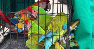 Rescata Profepa 17 ejemplares de vida silvestre en balneario de Oaxaca Rescata Profepa 17 ejemplares de vida silvestre en balneario de Oaxaca